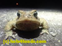 /home//u458753944/public_html/sourcegallery//Roxborough Toad Detour/2026/2026-03-22/P3221580.JPG